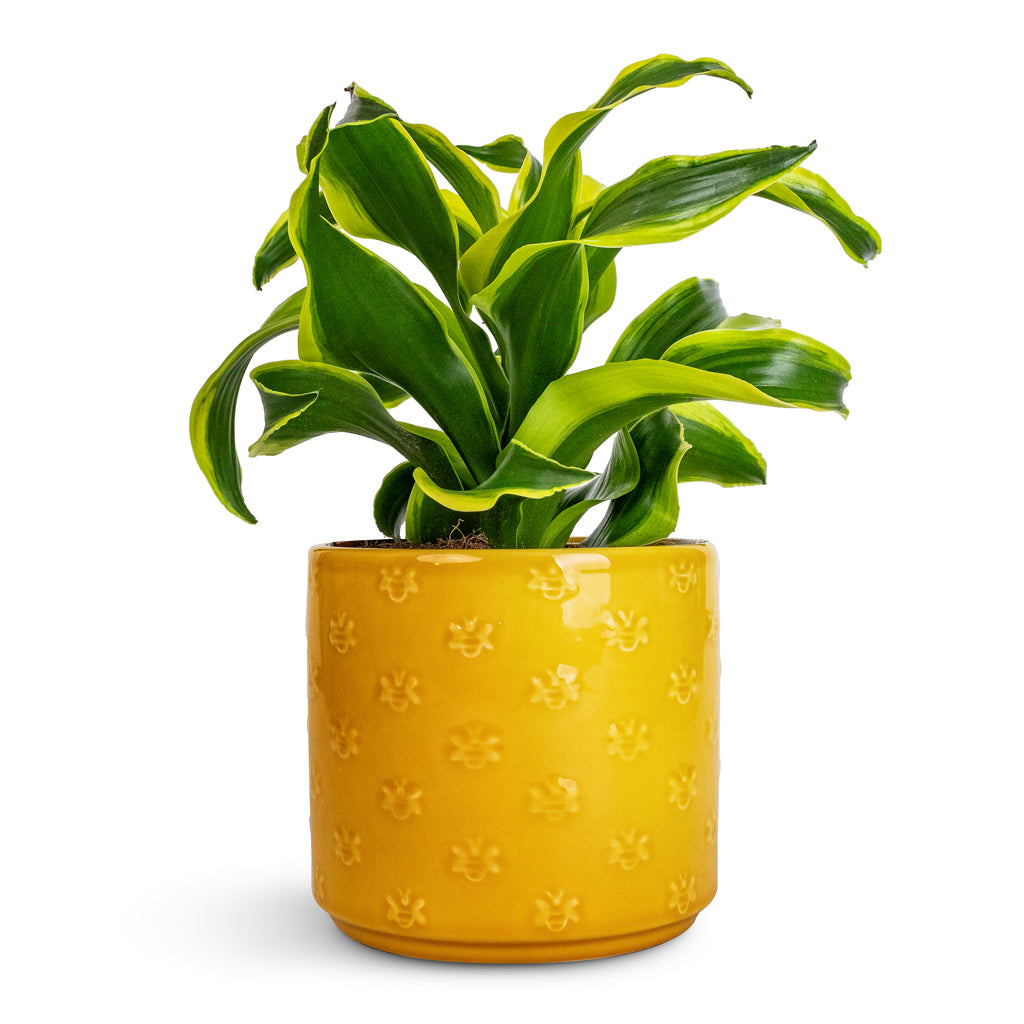 Dracaena fragrans Tornado - Head &amp; Arley Plant Pot - Yellow Bee