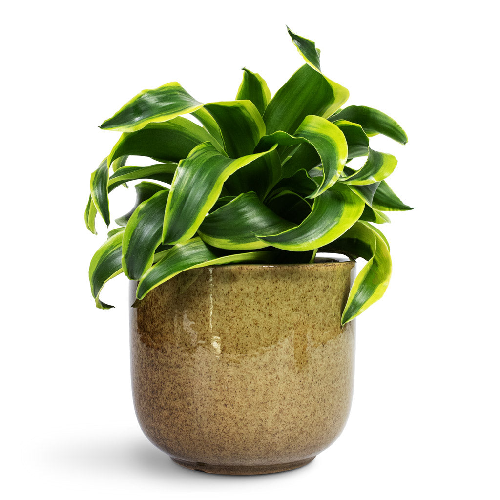 Dracaena fragrans Tornado Head 12x25cm In Nine Plant Pot Olive Green - 17x15cm