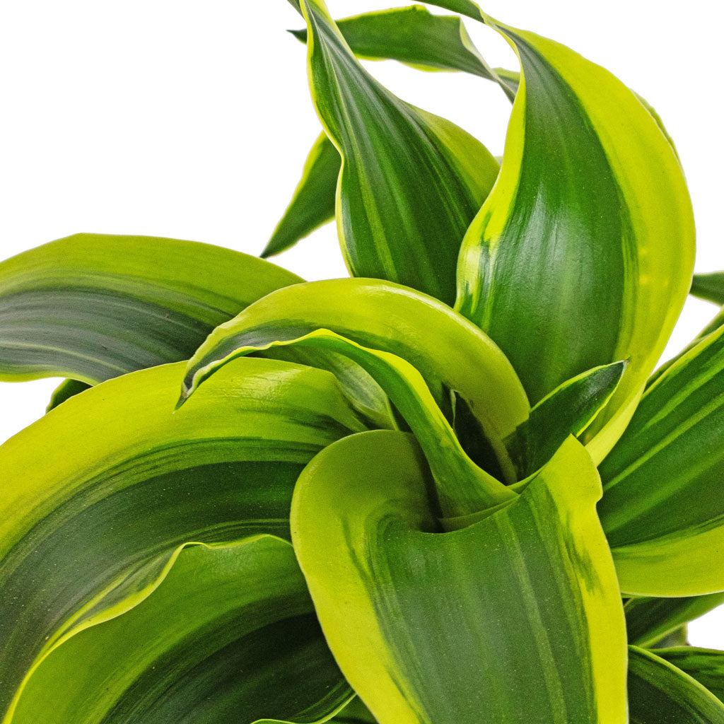 dracaena head Dracaena fragrans Tornado - Quality Houseplants | Hortology
