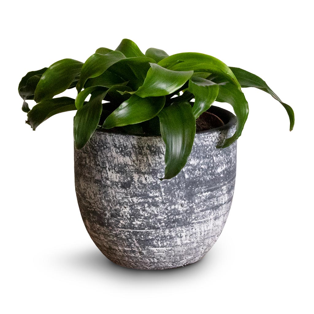 Dracaena fragrans Twister - Head & Cas Plant Pot - Anthracite