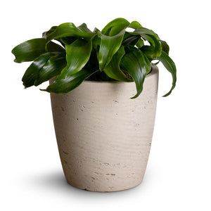 Dracaena fragrans Twister - Head & Gerben Plant Pot - Grey Washed