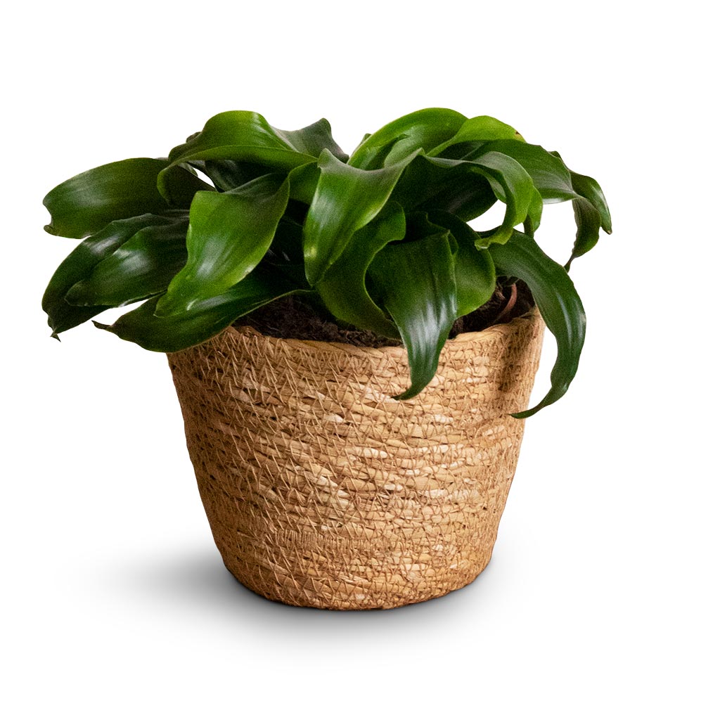 Dracaena fragrans Twister - Head & Igmar Plant Basket - Natural