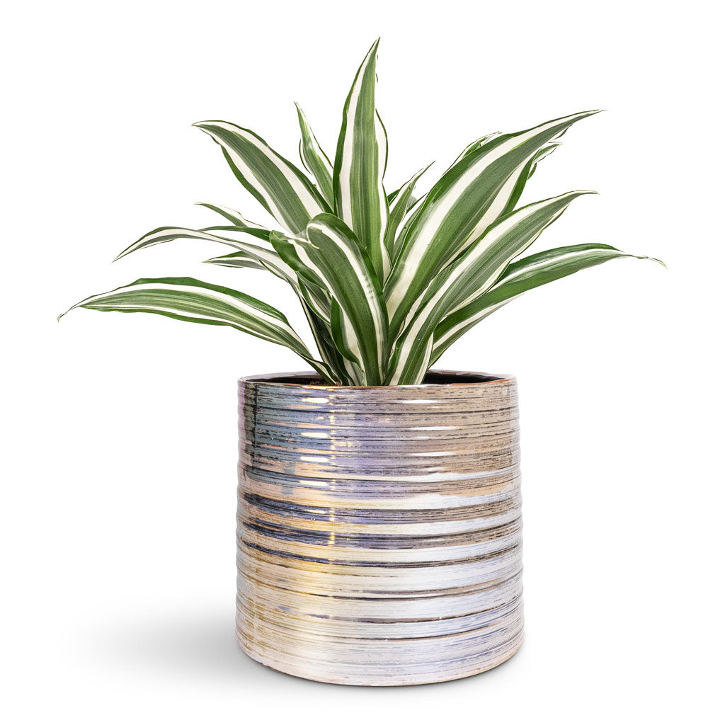 Dracaena fragrans White Jewel Head - 12x25cm In Didi Plant Pot Pearl Blue - 14x13cm