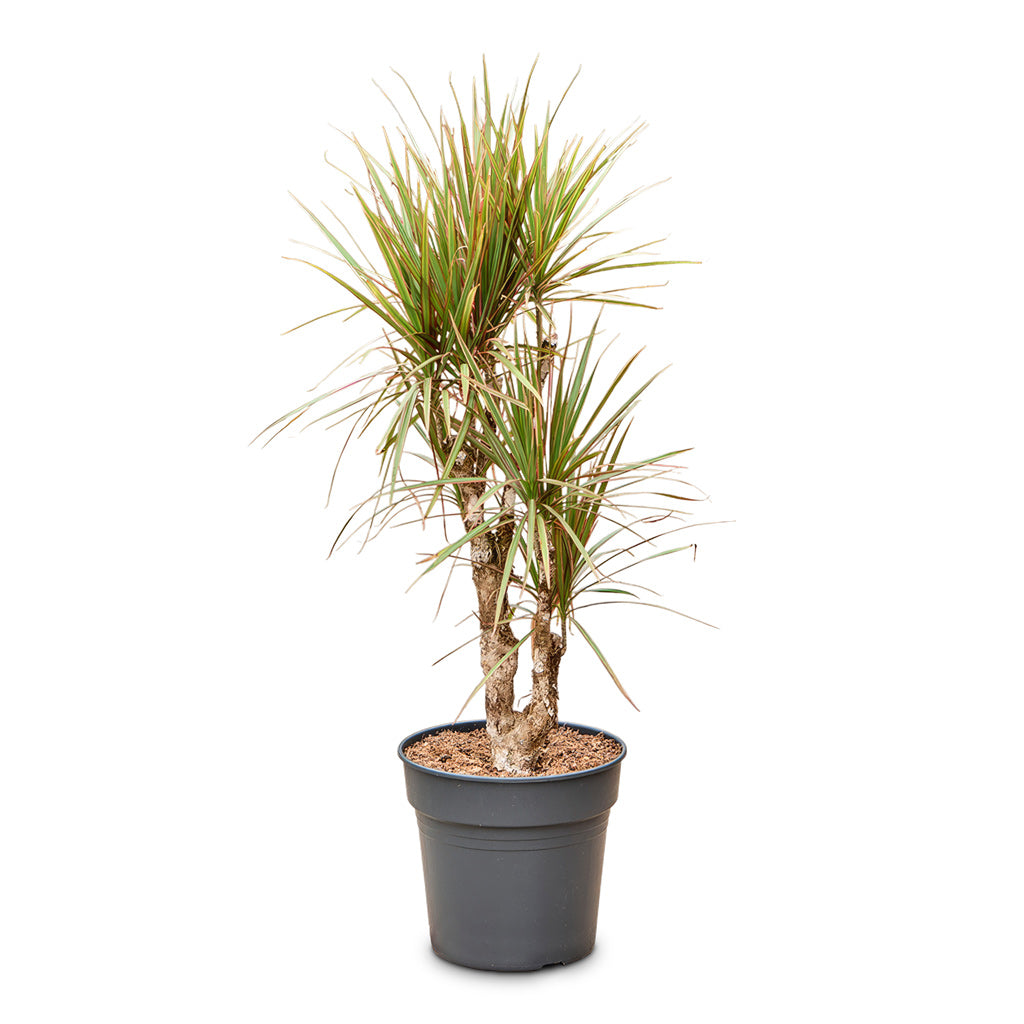 Dracaena marginata Bicolour Branched 27x110cm