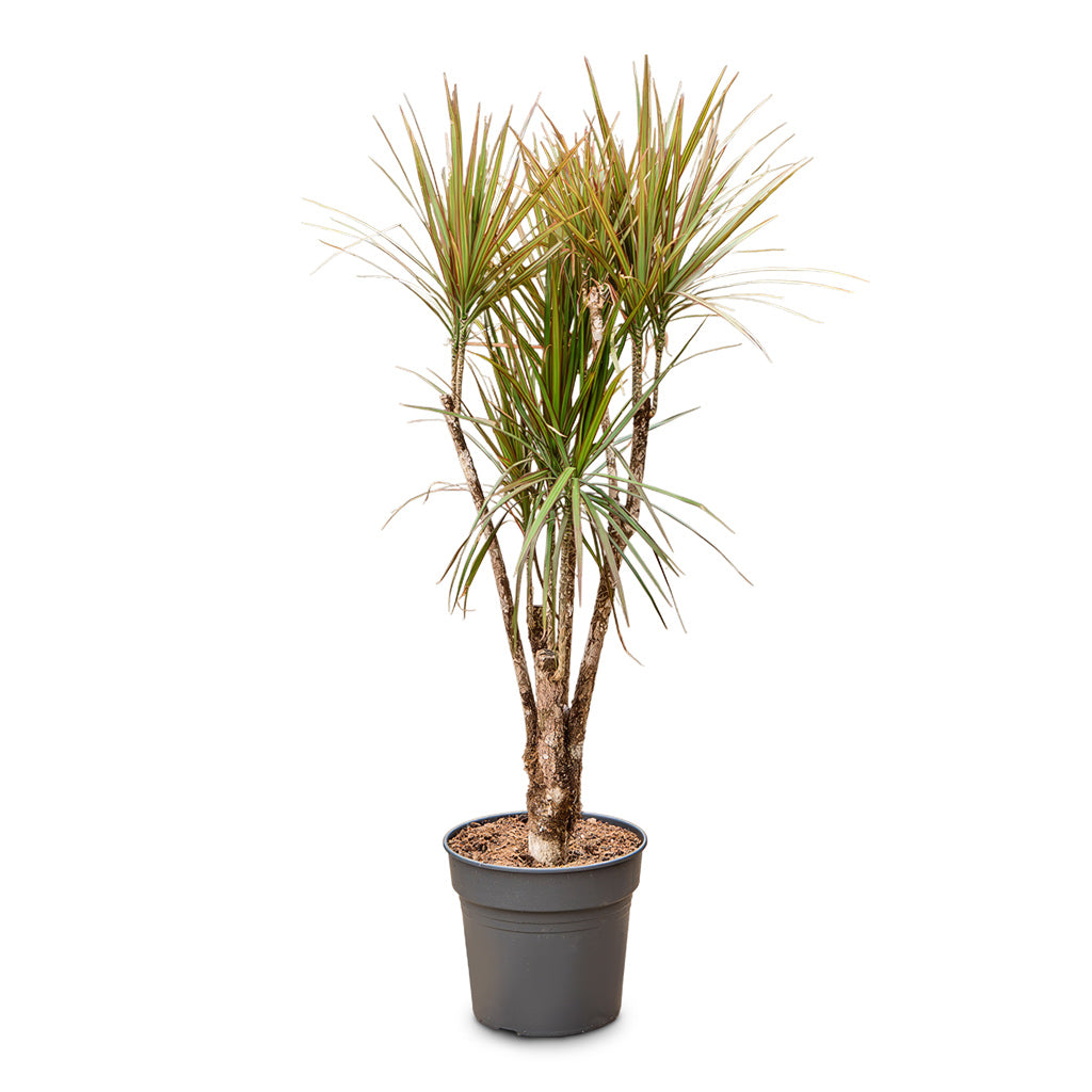 Dracaena marginata Bicolour Branched 30x140cm