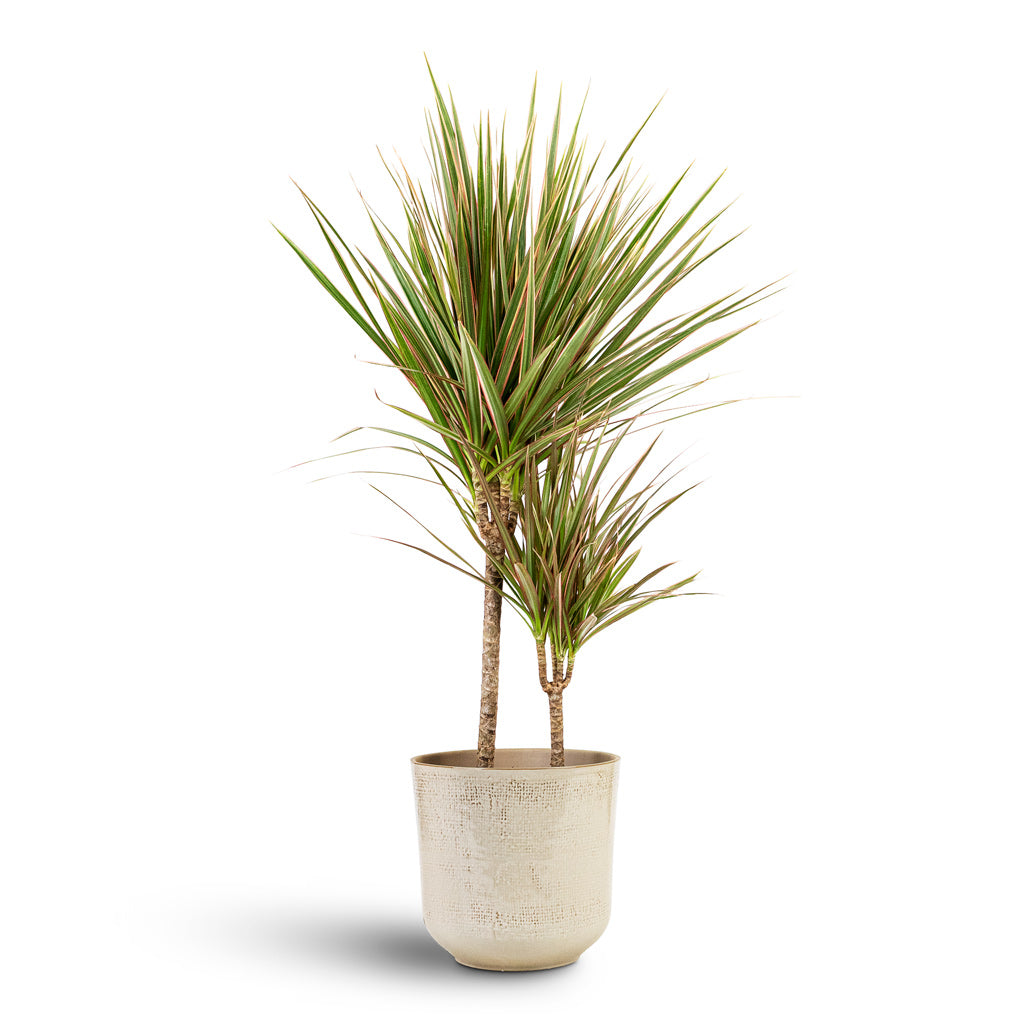 Dracaena marginata Bicolour Multi Stem 17x70cm 2 stems In Nouri Pot Ivory 20x19cm