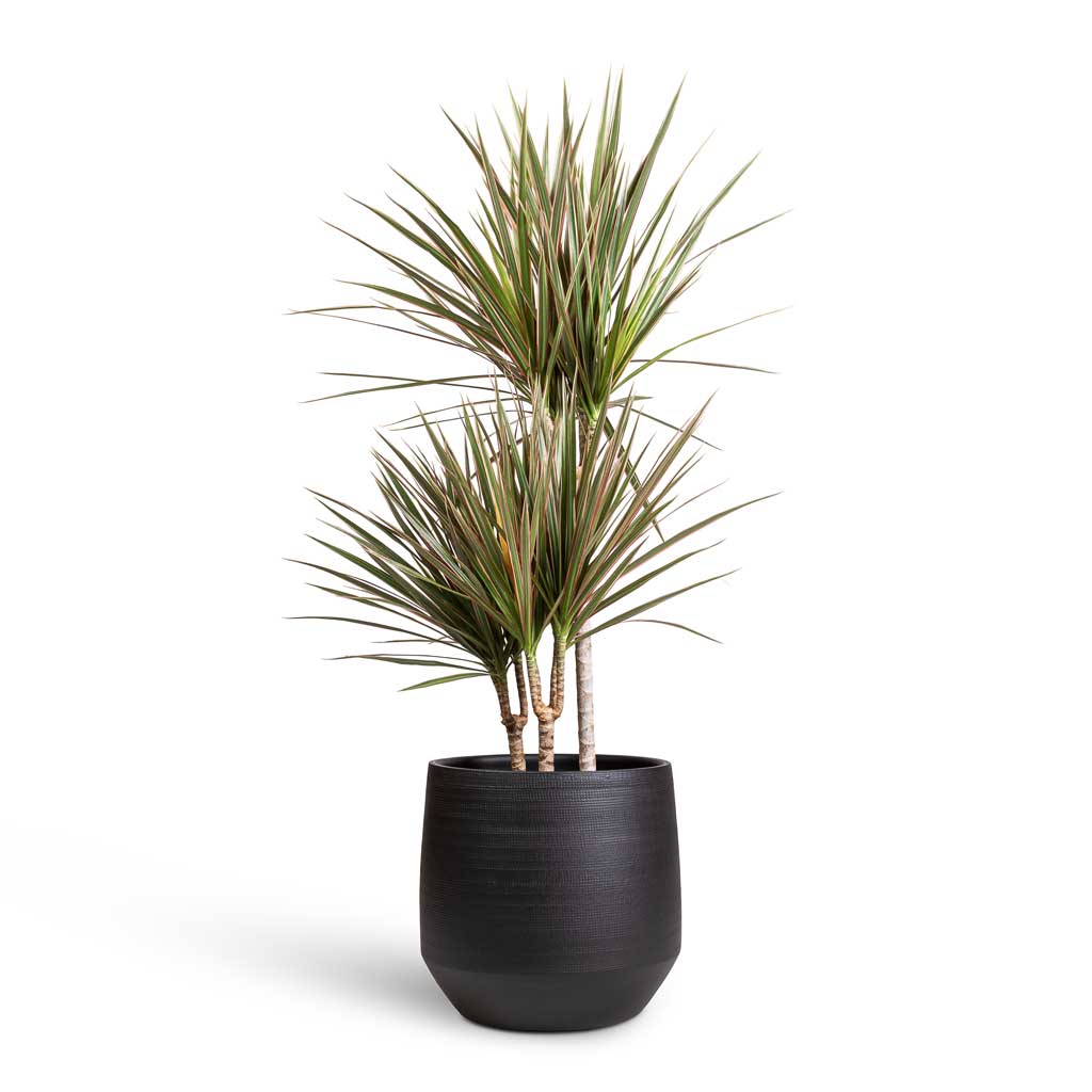 Norell Plant Pot - Black - Quality Plant Pots | Hortology - HORTOLOGY