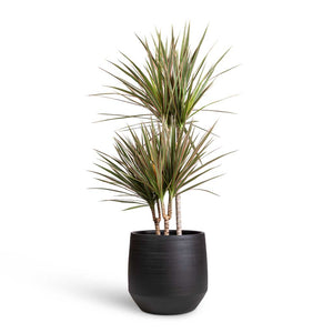 Dracaena marginata Bicolour - Multi Stem & Norell Plant Pot - Black