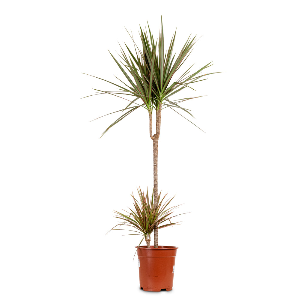 Dracaena marginata Bicolour Multi Stem 21x100cm(2stems)