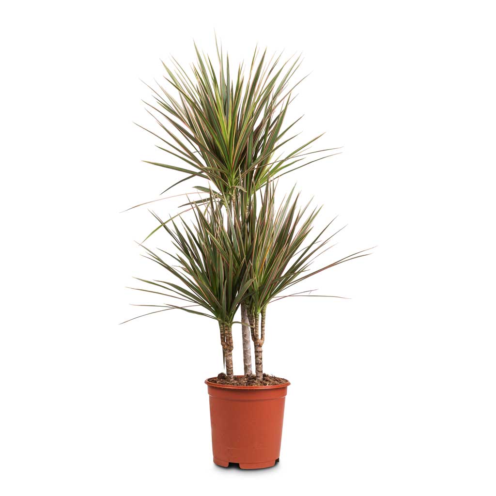 dracaena bicolour Dracaena marginata Bicolour - Multi Stem - Colourful Dragon Tree | Hortology