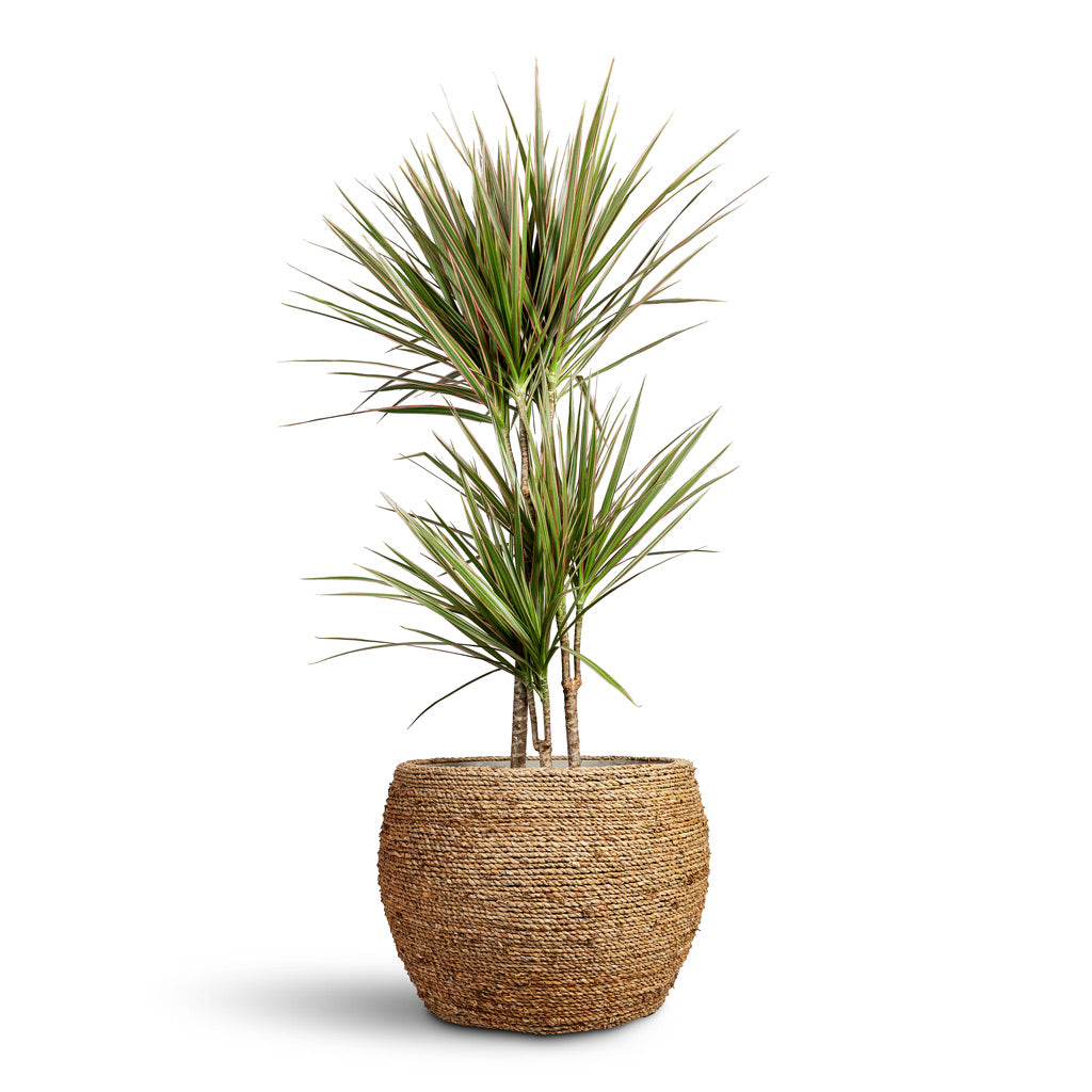 Dracaena marginata Bicolour Multi Stem - 21x110cm-_3-stems_ In Abby Plant Pot Straw Grass - 40x28cm