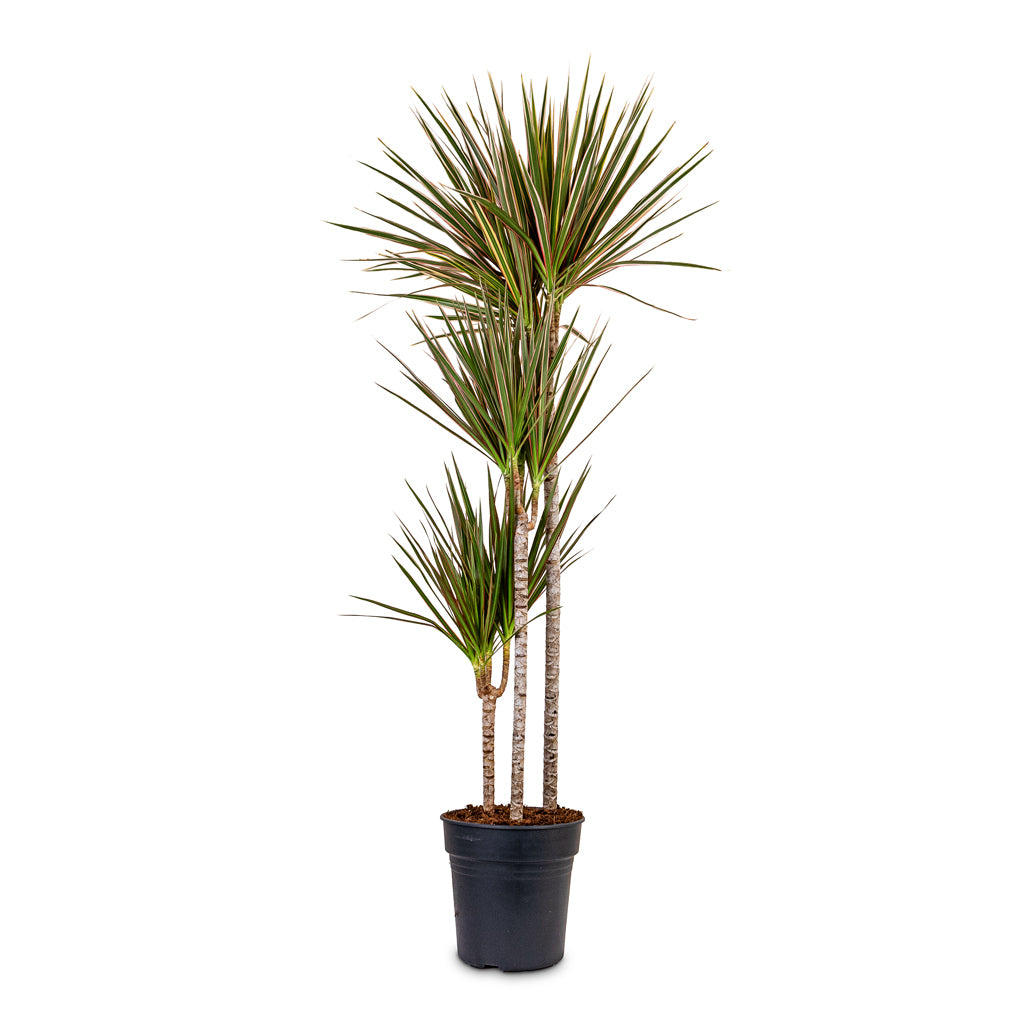 Dracaena marginata Bicolour Multi Stem 24x130cm (3 stems)