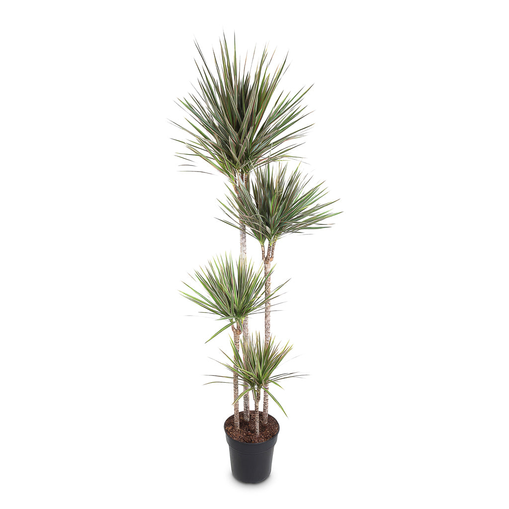 Dracaena marginata Bicolour Multi Stem 27x190cm (4 stems)