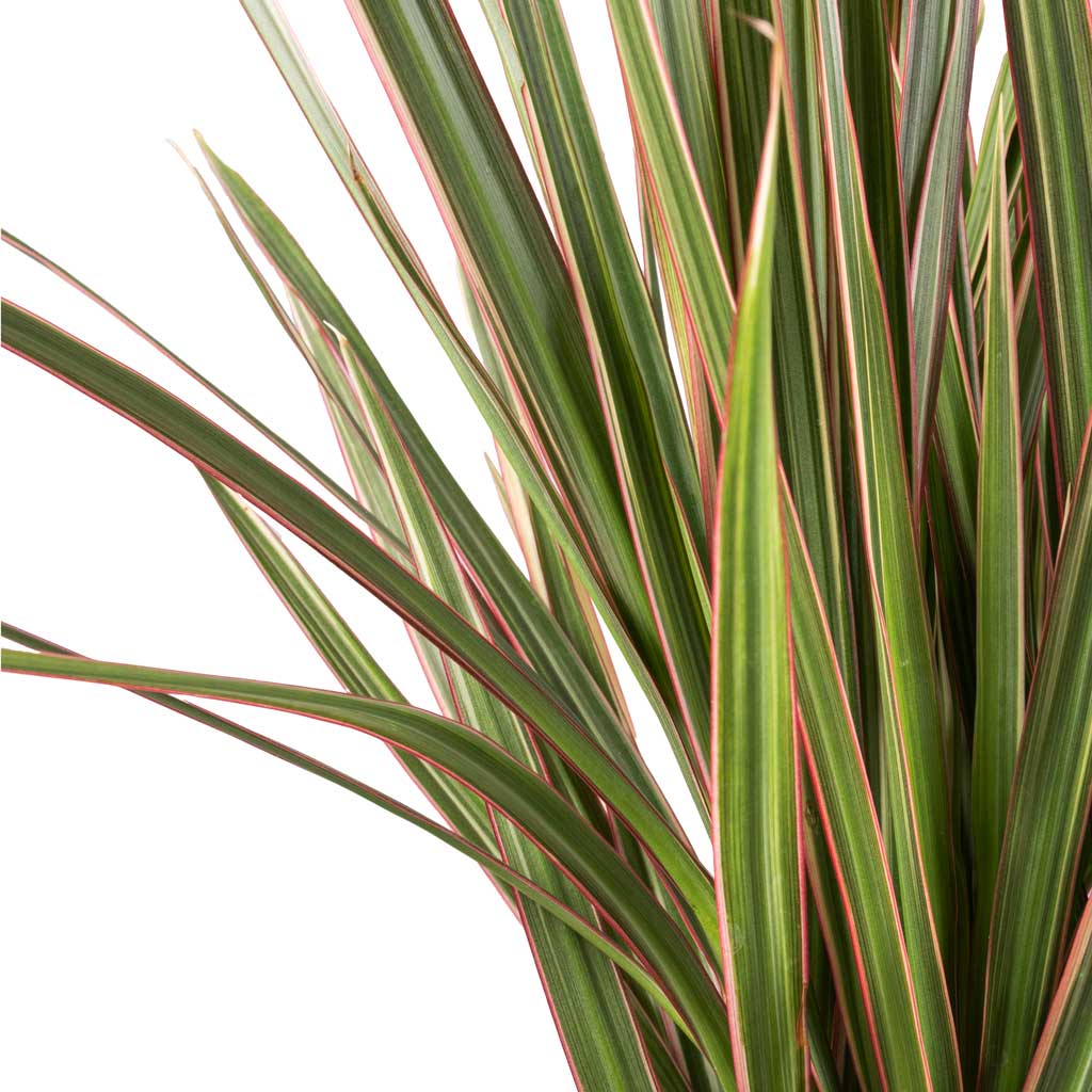 Dracaena marginata Bicolour - Multi Stem & Charlotte Plant Pot - Spiced Ochre