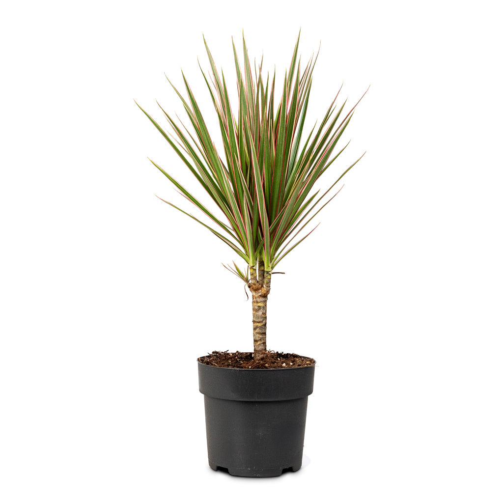 Dracaena marginata Bicolour - Single Stem