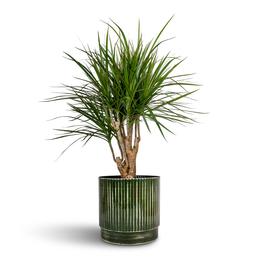 Dracaena marginata Red Edged - Branched & Nella Plant Pot - Forest