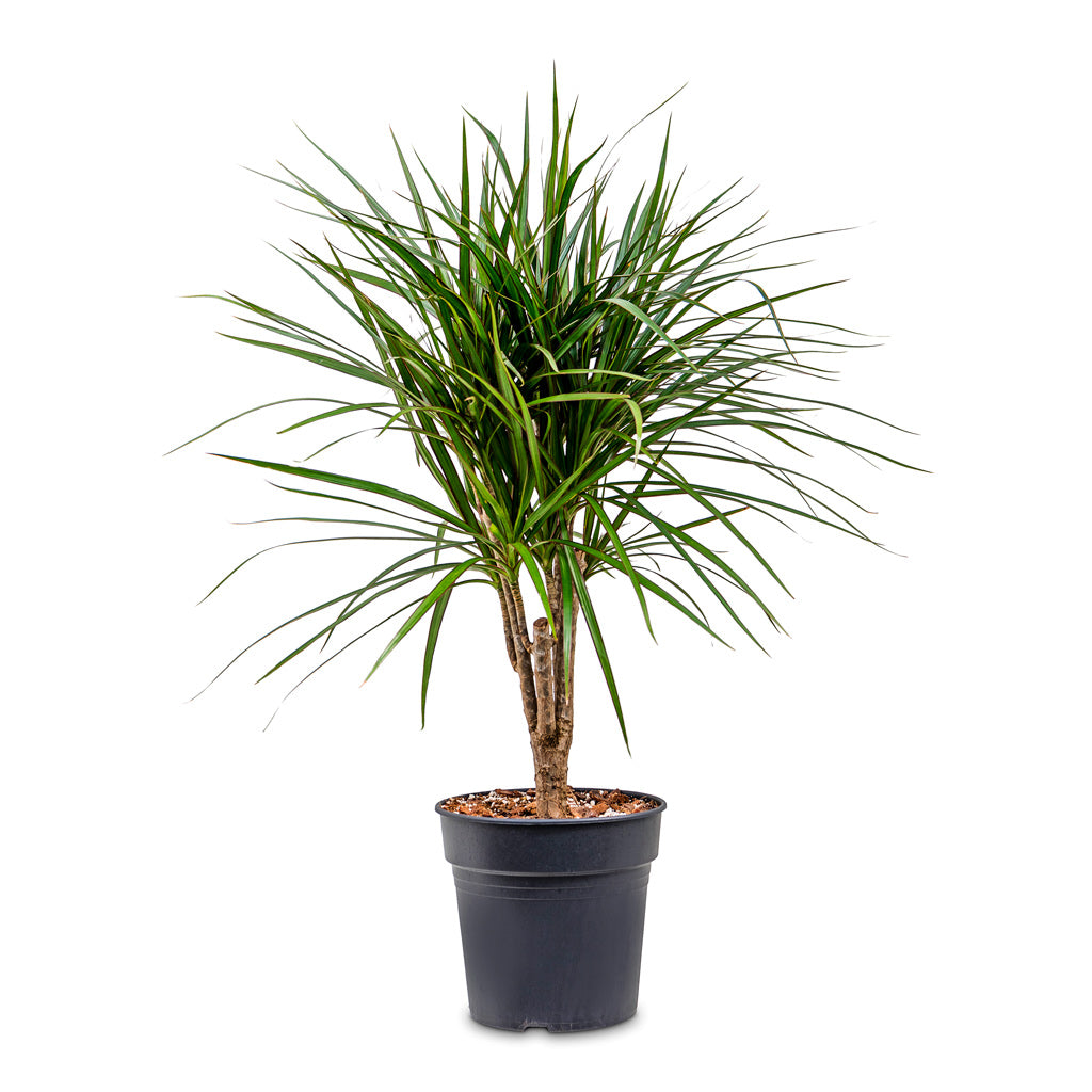 dracaena marginata maximum height Dracaena marginata Red Edged - Branched | Hortology