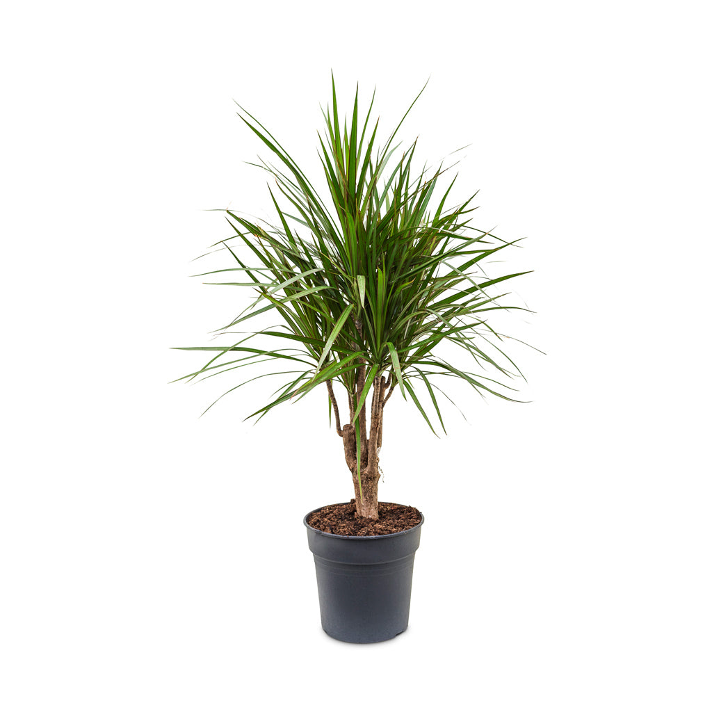 Dracaena marginata Red Edged - Branched - 24 x 90cm