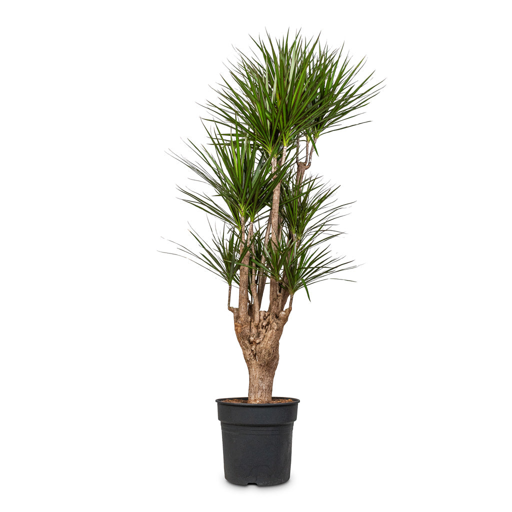 Dracaena marginata Red Edged Branched - 34x190cm