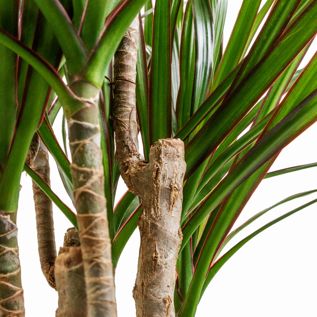 red edge dracaena Dracaena marginata Red Edged - Branched | Hortology