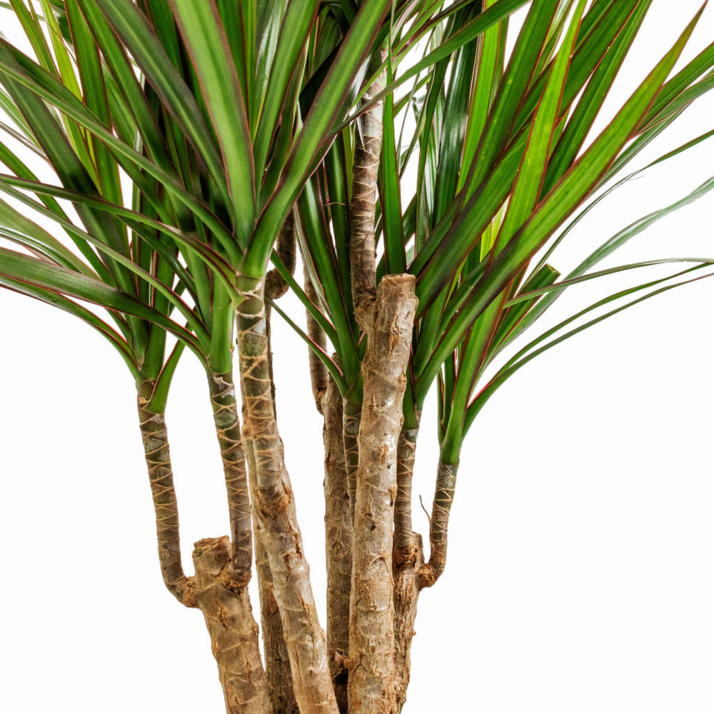 Dracaena marginata Red Edged - Branched | Hortology - HORTOLOGY