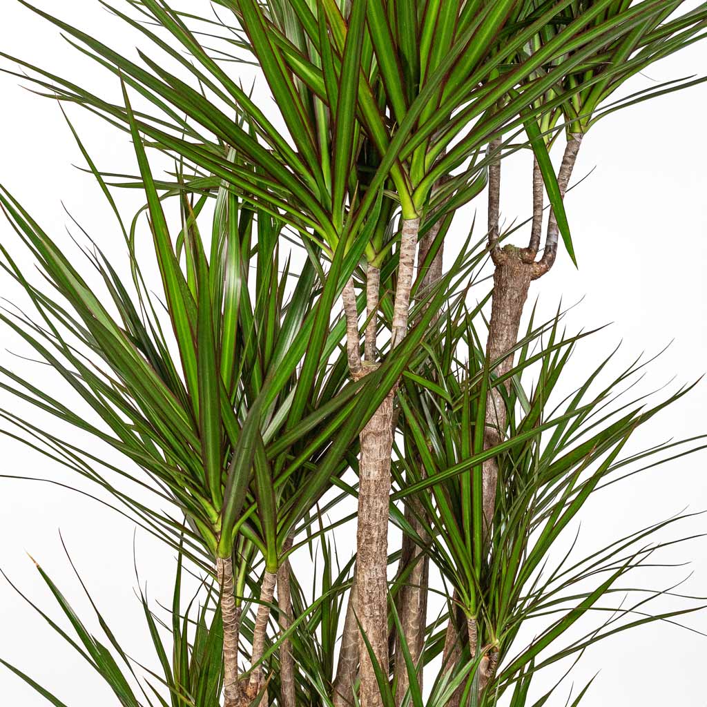 Dracaena marginata Red Edged Branched Close Up