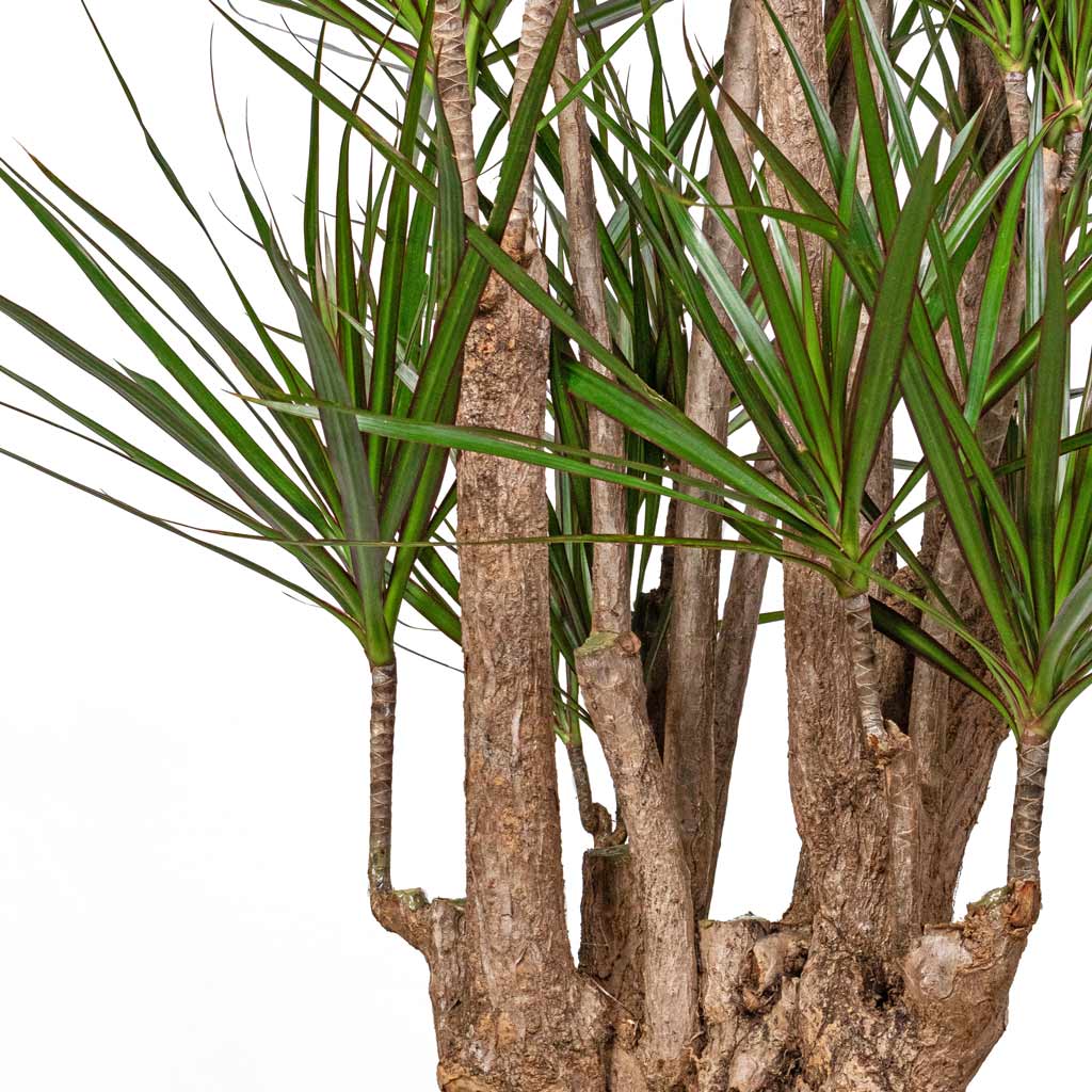 Dracaena marginata Red Edged Branched Close Up of Branches