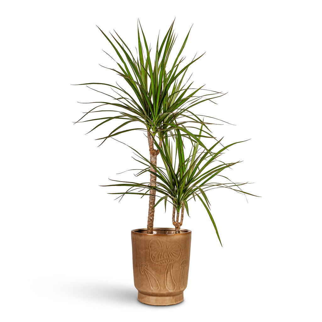 Dracaena marginata Red Edged Multi Stem 17x75cm 2stems House Plant In Porchini Glaze Pot Toasted Caramel 18x20cm