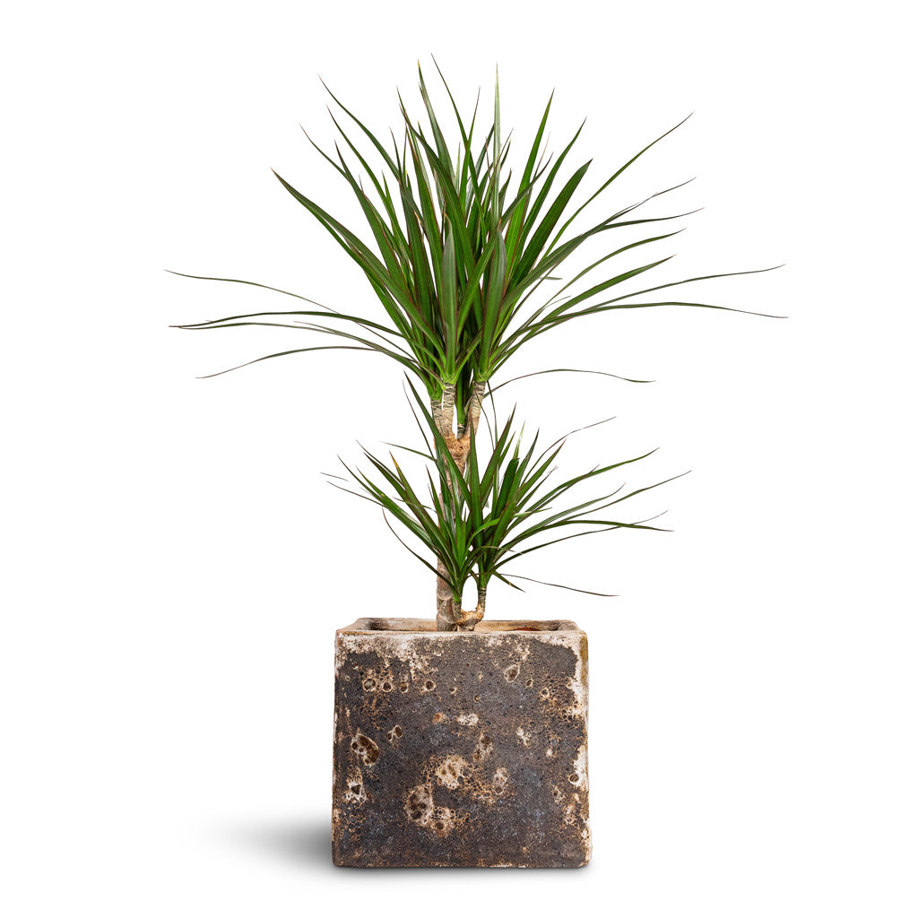 dracaena red edge Dracaena marginata Indoor Plants - Red Edged Dragon Tree | Hortology