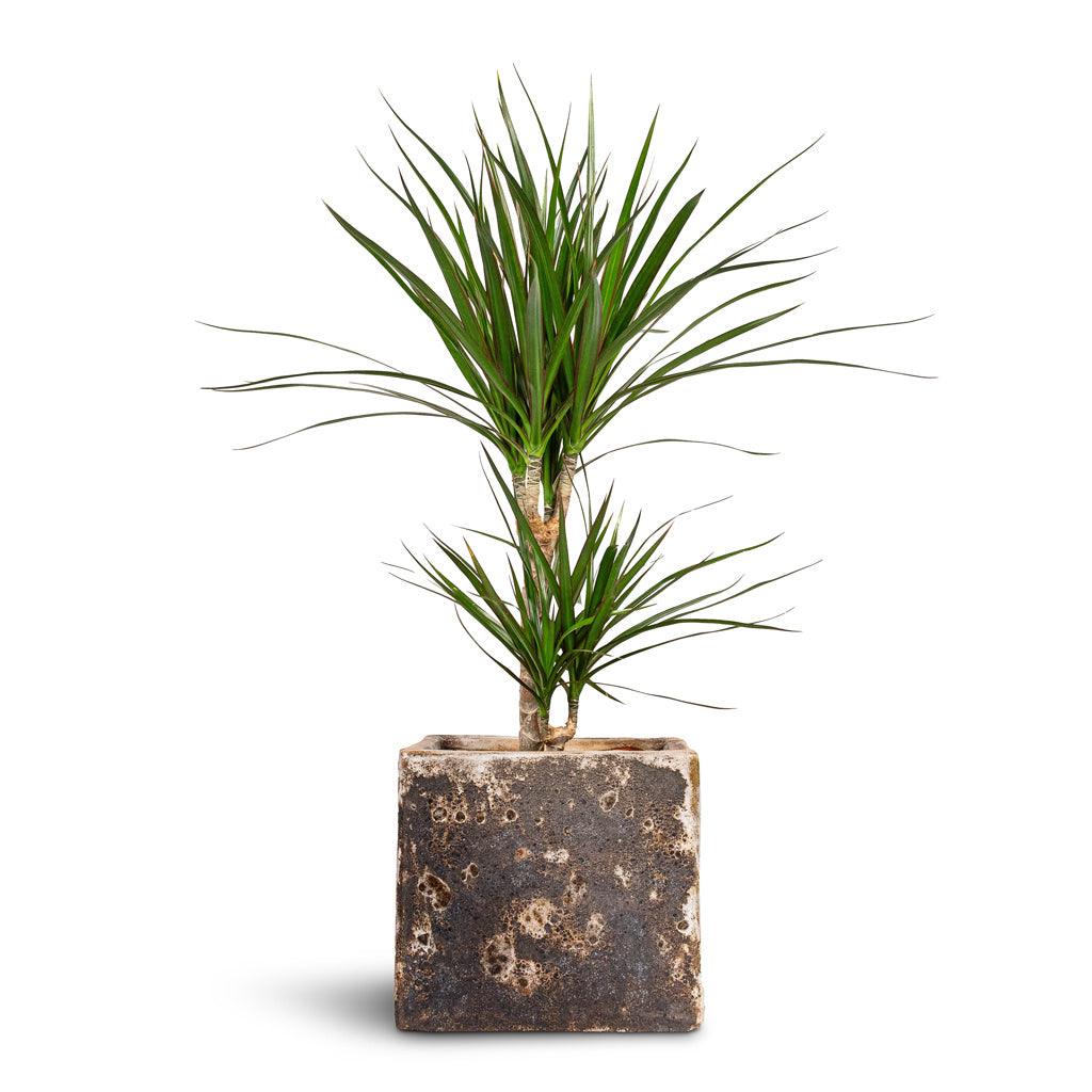 Dracaena marginata Red Edged Multi Stem - 17x75cm - _2-stems_-Lava Cube Relic Planter Rust - 22x22x20cm