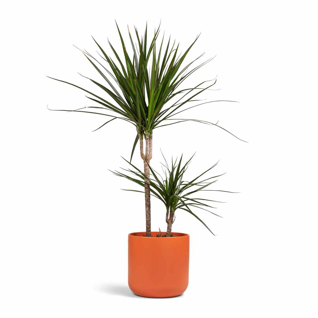 Dracaena marginata Red Edged - Multi Stem & Lisbon Plant Pot - Coral