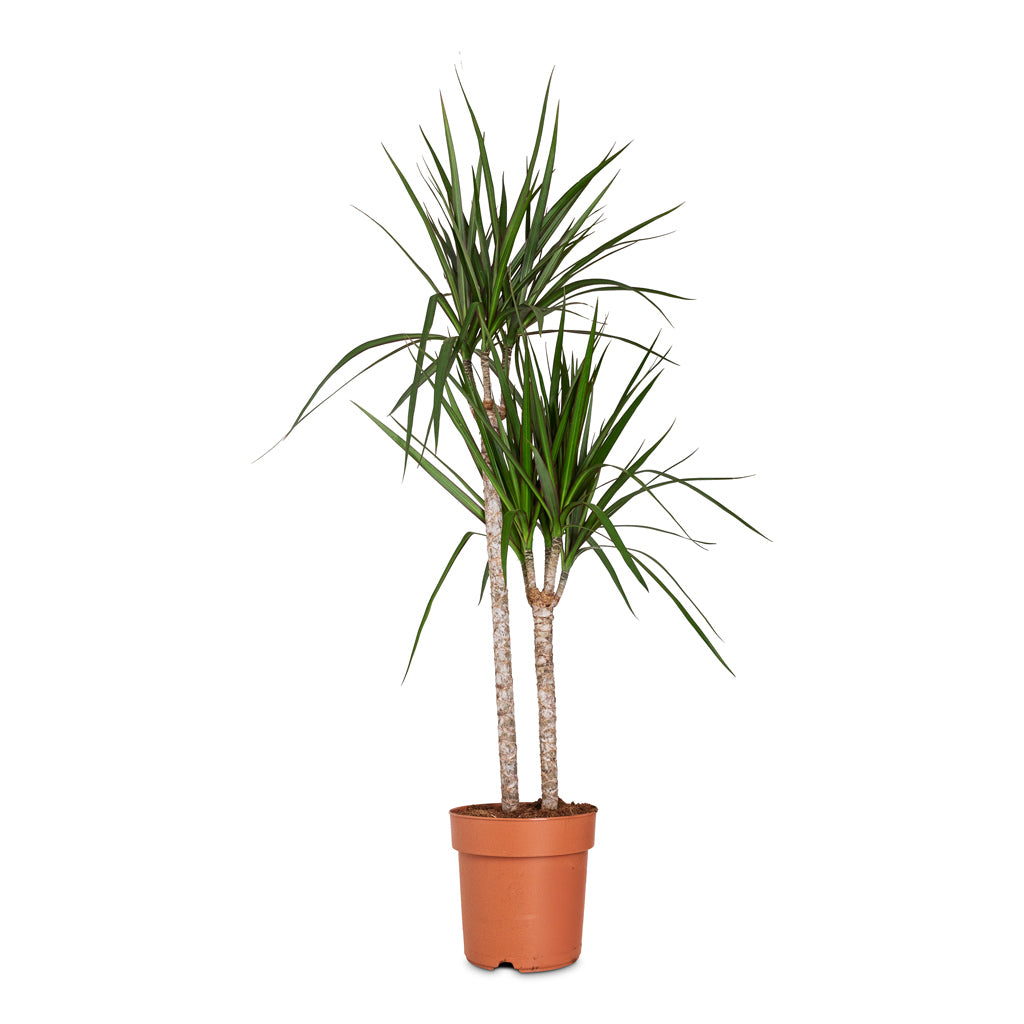 Dracaena marginata Red Edged Multi Stem - 19x100cm-_2-stems