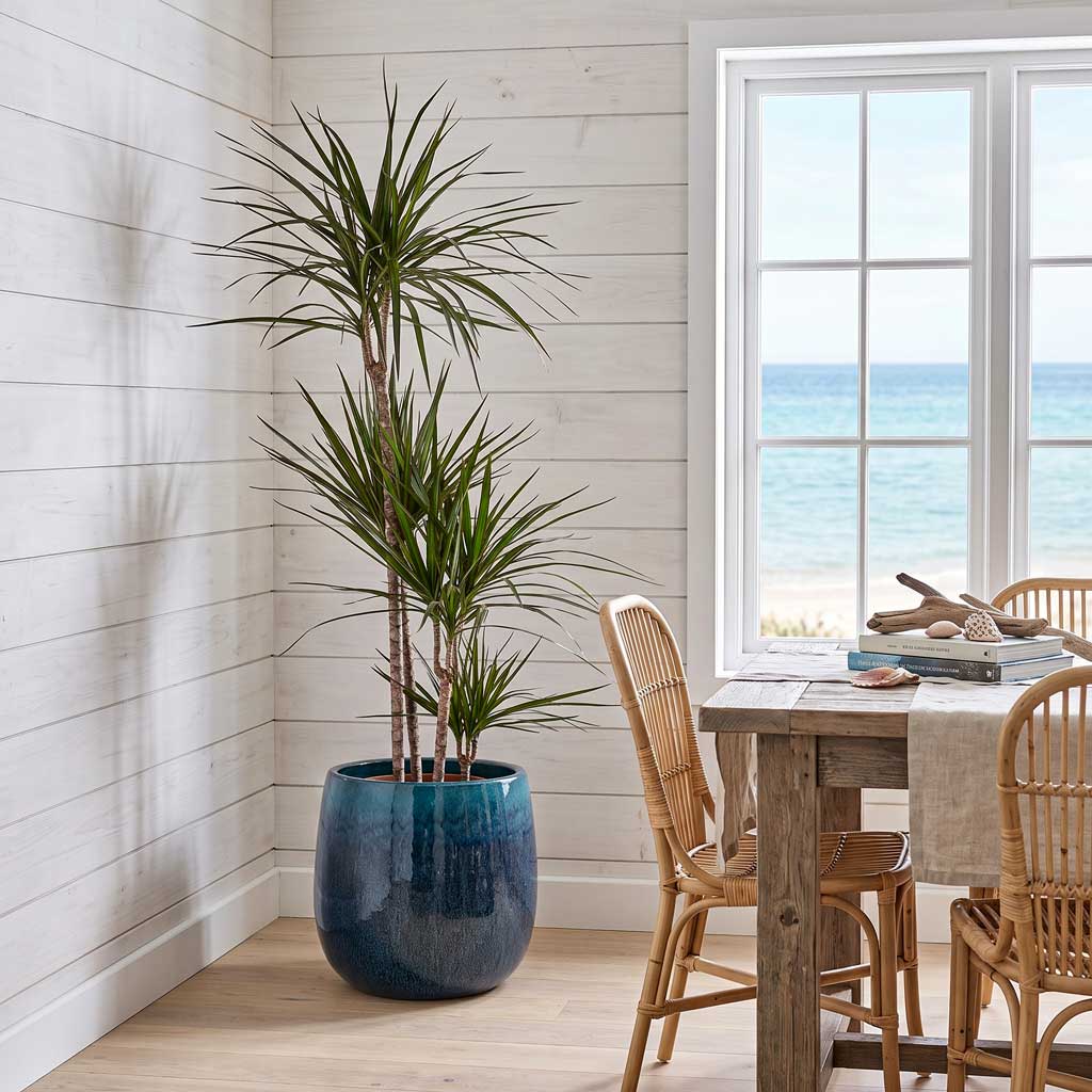 Dracaena marginata Red Edged - Multi Stem - 27 x 140cm (4 stems) and Aura Balloon Planter - Ocean Blue - 43 x 43cm