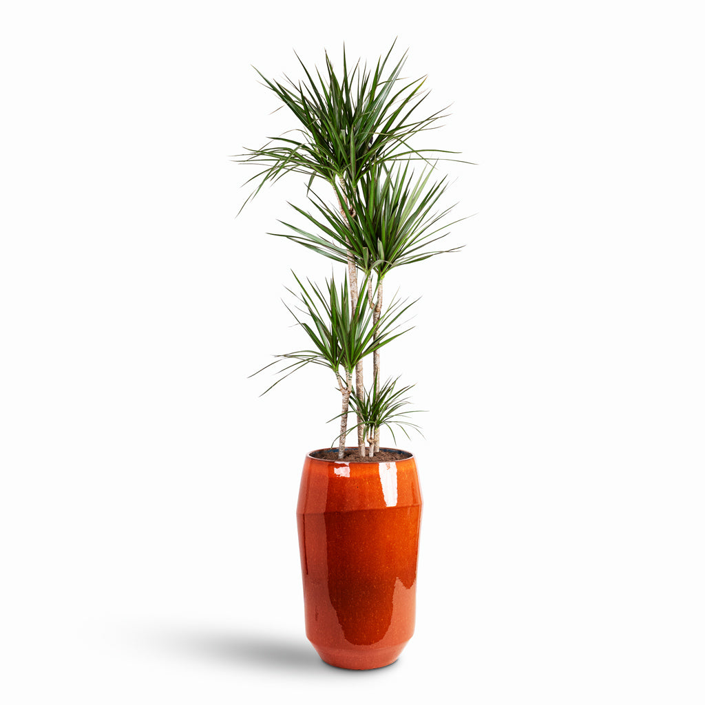 Dracaena marginata Red Edged Multi Stem 27x140cm 4 stems House Plant In Eddy Vase Orange 43x68cm