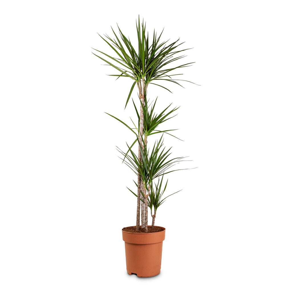 Dracaena marginata Red Edged Multi Stem - 27x140cm 4-stems