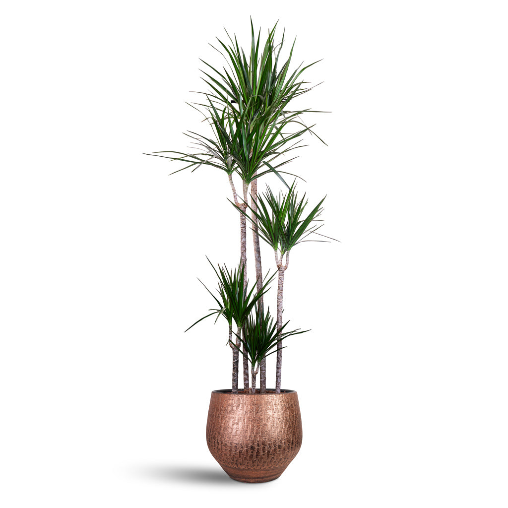 Dracaena marginata Red Edged Multi Stem 30x190cm  5 stems house plant in  Rafael Pot Copper 36x32cm