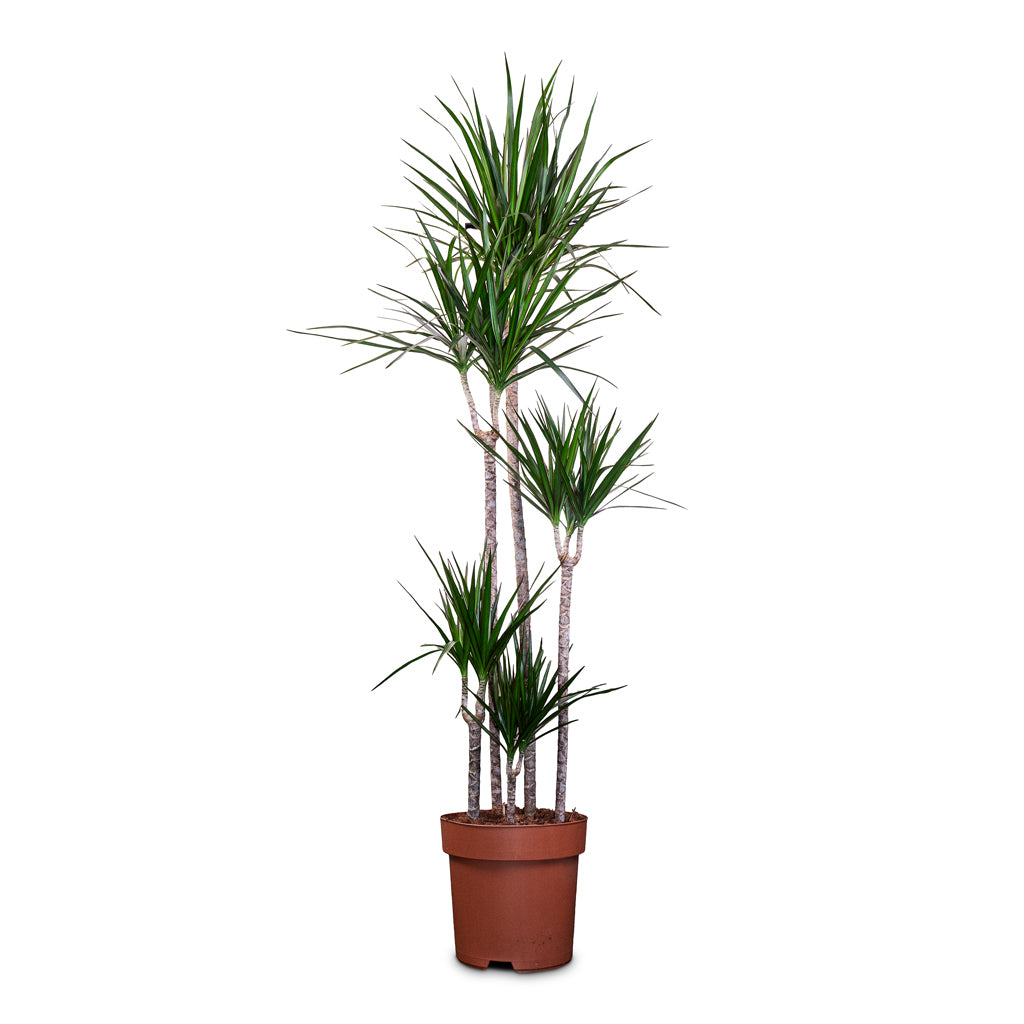 Dracaena marginata Red Edged Multi Stem 30x190cm 5 stems