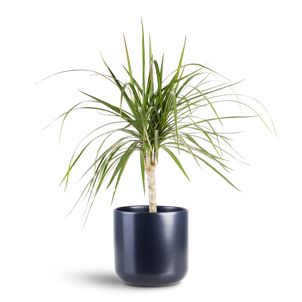 Dracaena marginata Red Edged Single Stem 14x50cm House Plant In Lisbon Pot French Navy 15x15cm