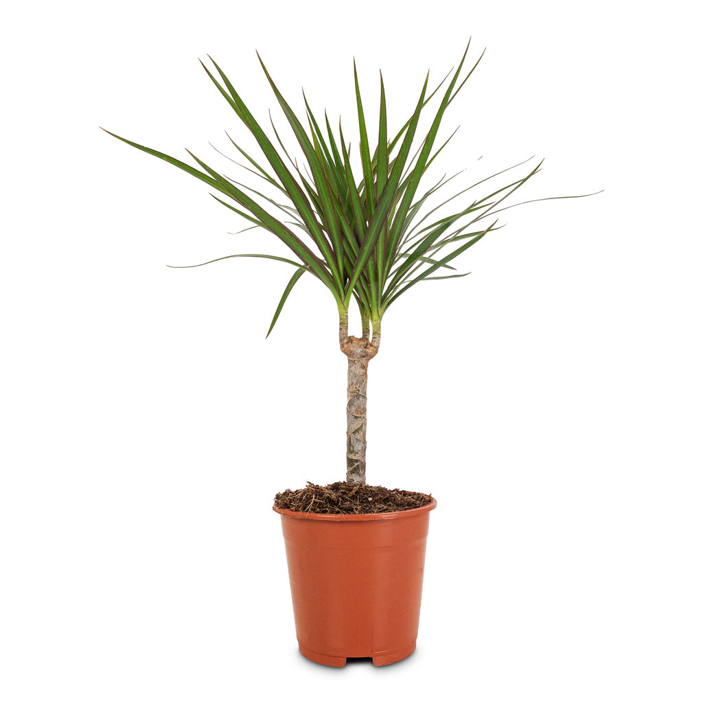 Dracaena marginata Red Edged Single Stem - 14x50cm