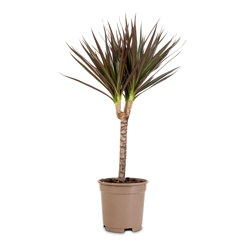 Dracaena marginata Red Edged Single Stem - 17x70cm