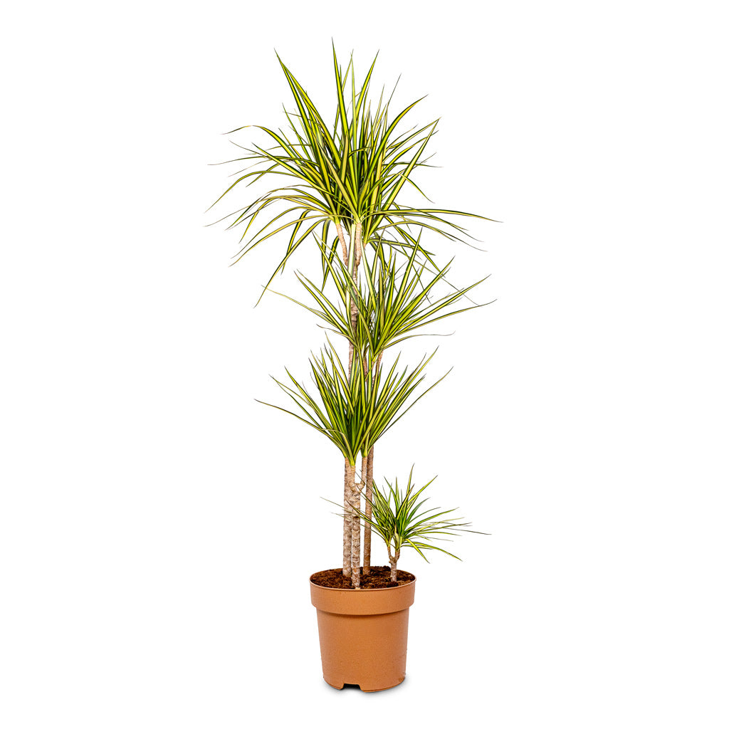 Dracaena marginata Sunray - Indoor Plant