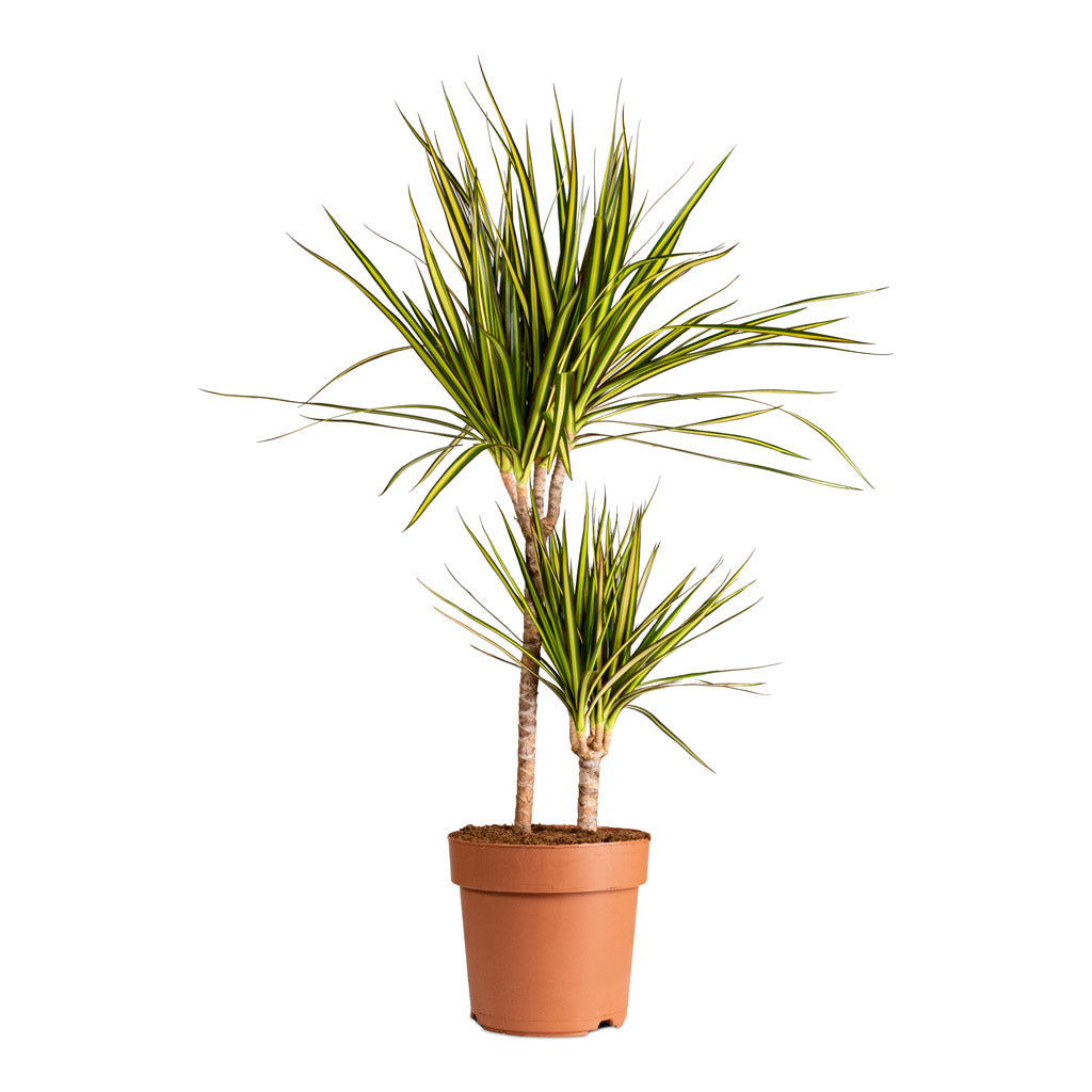 Dracaena marginata Sunray Multi Stem 21x90cm 2 stems