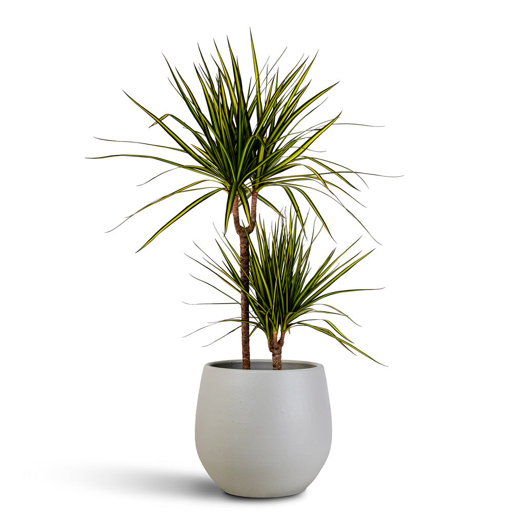 Dracaena marginata Sunray Multi Stem 21x90cm2stems In Isabel Pot Cotton 31x28cm