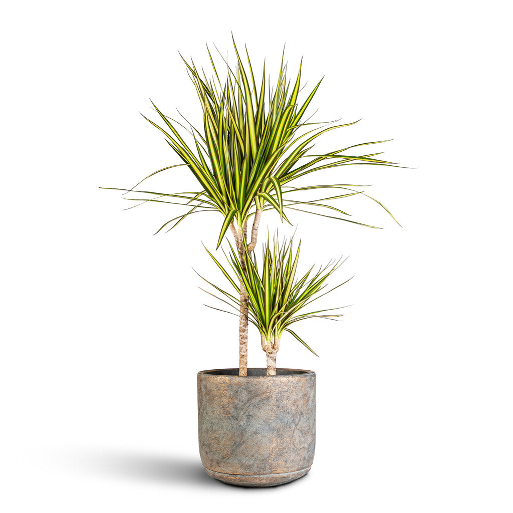 Dracaena marginata Sunray Multi Stem 21x90cm (2 stems) In Saar Plant Pot Earth Cement 26x25cm
