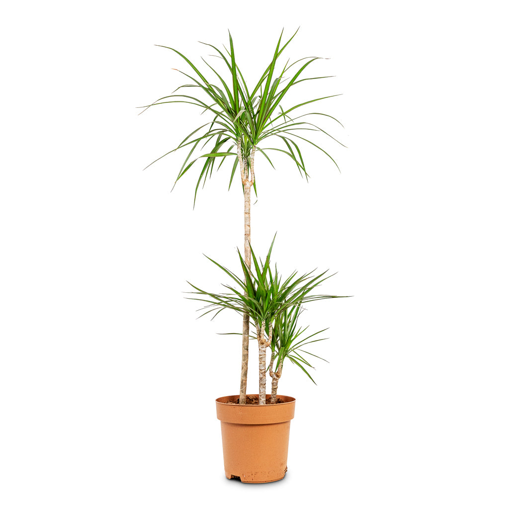Dracaena marginata Sunray Multi Stem 27x160cm 3 stems