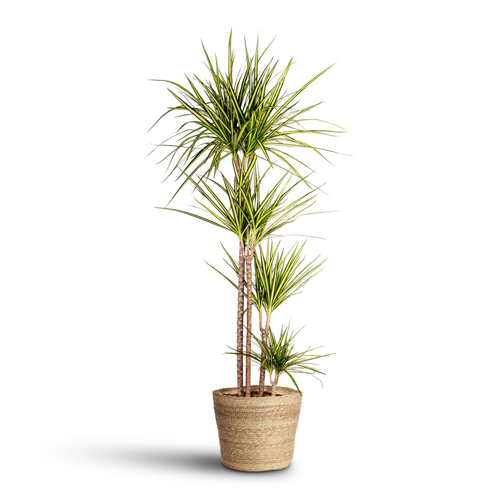 Dracaena marginata Sunray Multi Stem 27x160cm  4 stems  Igmar Basket Natural 30x26cm