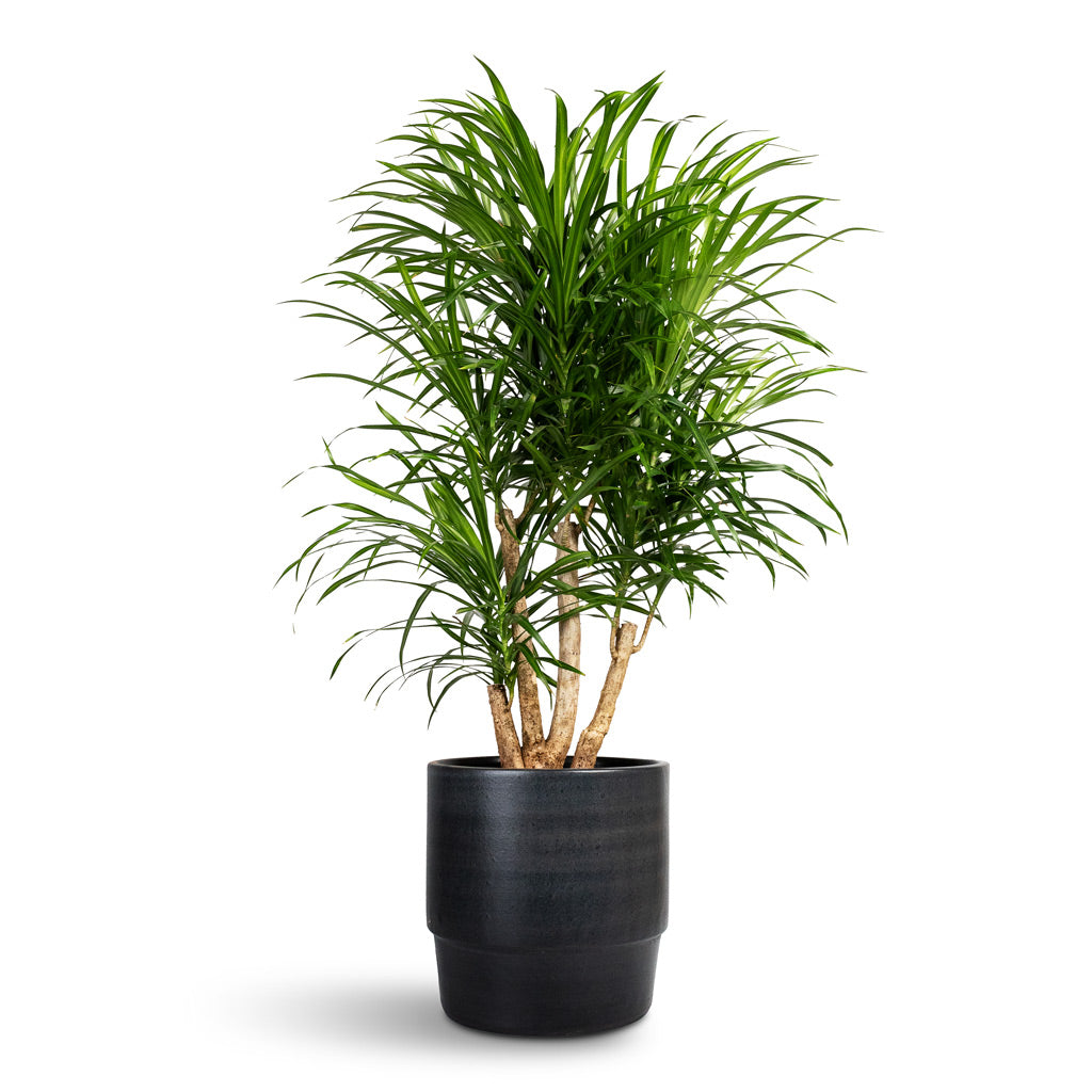 Dracaena reflexa Anita Branched - 21x80cm In Erik Plant Pot Dark Denim - 26x23cm