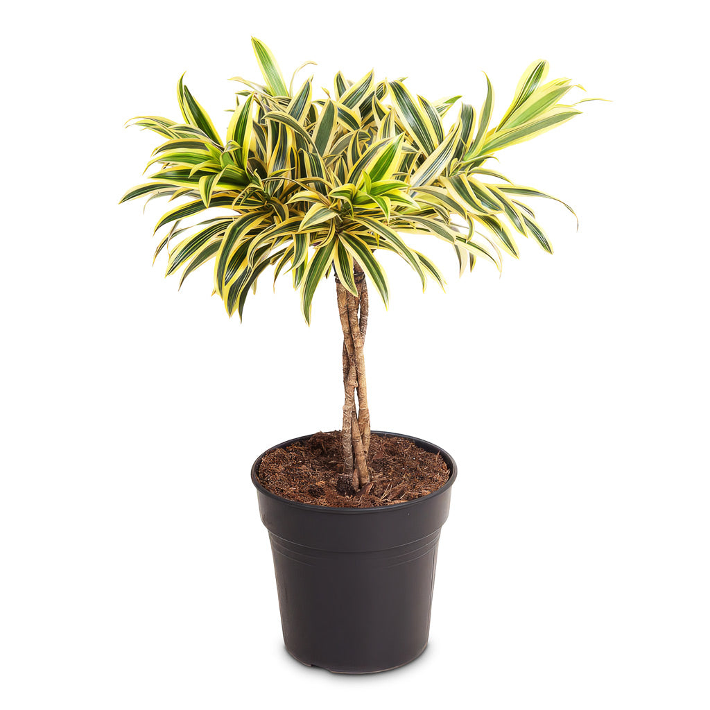 Dracaena reflexa Song of India 21x60cm