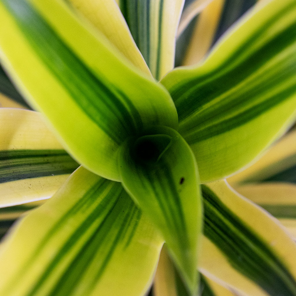 Dracaena reflexa Song of India Close up