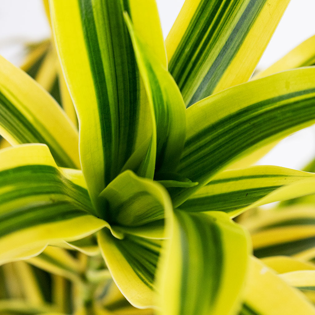 Dracaena reflexa Song of India Close up